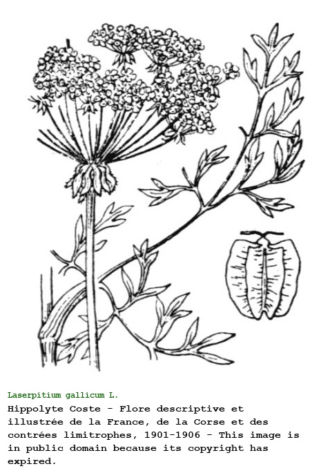 Laserpitium gallicum L.